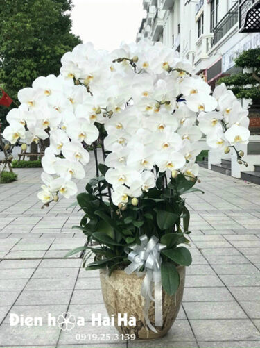 Chậu hoa lan hồ điệp chúc mừng khai trương 10 cây màu trắng