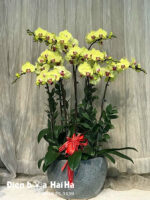 Chậu hoa lan hồ điệp mừng sinh nhật 10 cây màu vàng