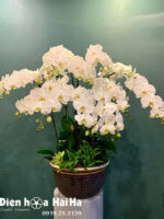 Chậu hoa lan hồ điệp chúc mừng khai trương 12 cây màu trắng