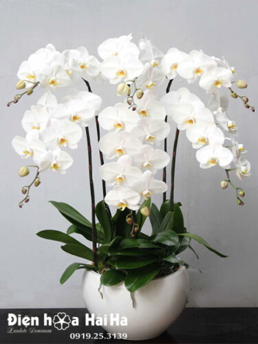 Chậu hoa lan mừng sinh nhật 6 cây màu trắng