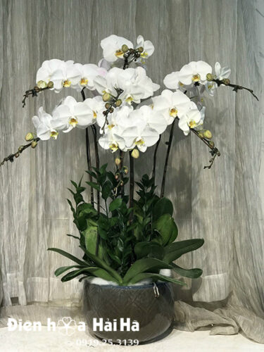 Chậu hoa lan hồ điệp mừng sinh nhật 7 cây màu trắng