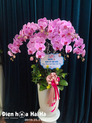 Chậu hoa lan hồ điệp mừng sinh nhật 8 cây màu hồng