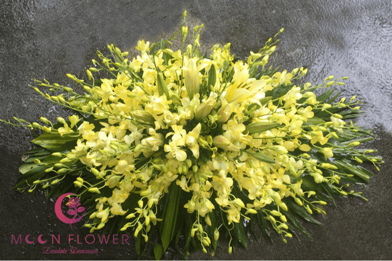 Hoa lan vàng nắp quan tài MSP HQT-001