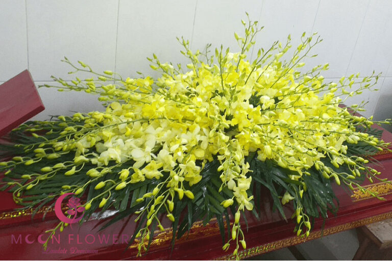 Hoa nắp quan tài MSP HQT-007