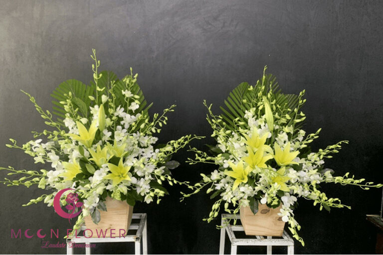 Hoa nắp quan tài MSP HQT-009