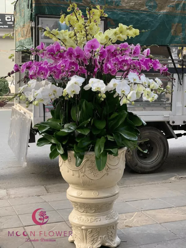 Chậu hoa lan 45 cây màu trắng tím vàng