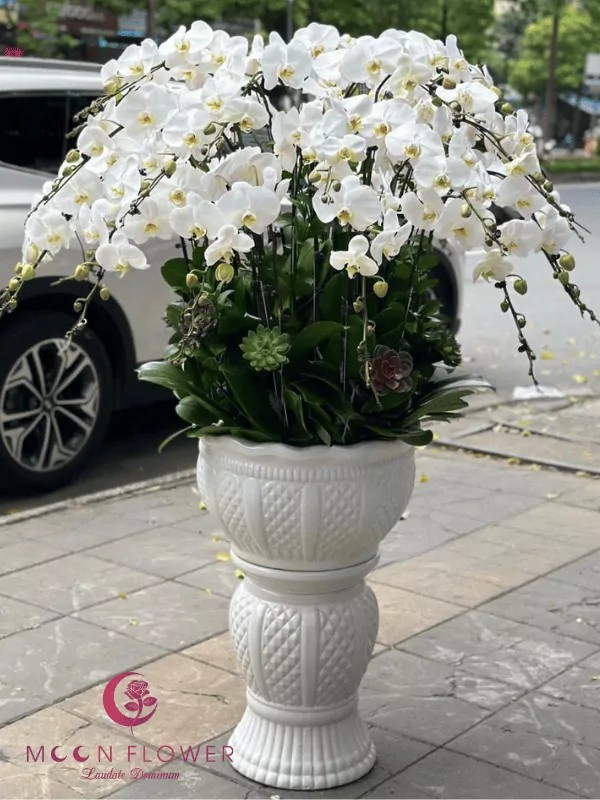 Chậu lan hồ điệp 35 cây trắng