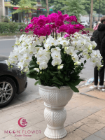 Chậu hoa lan 32 cây màu trắng tím