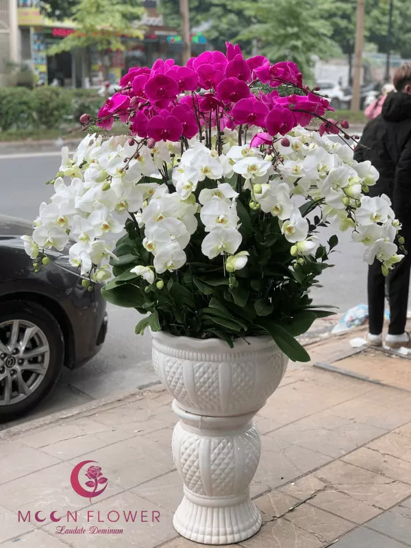 Chậu hoa lan 32 cây màu trắng tím