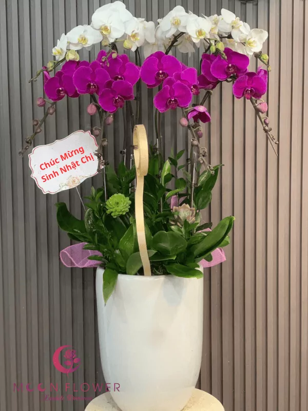 Chậu lan 4 cây tím 4 cây trắng(1)