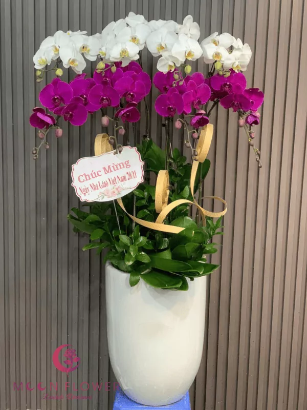 Chậu lan 4 cây tím 4 cây trắng(2)