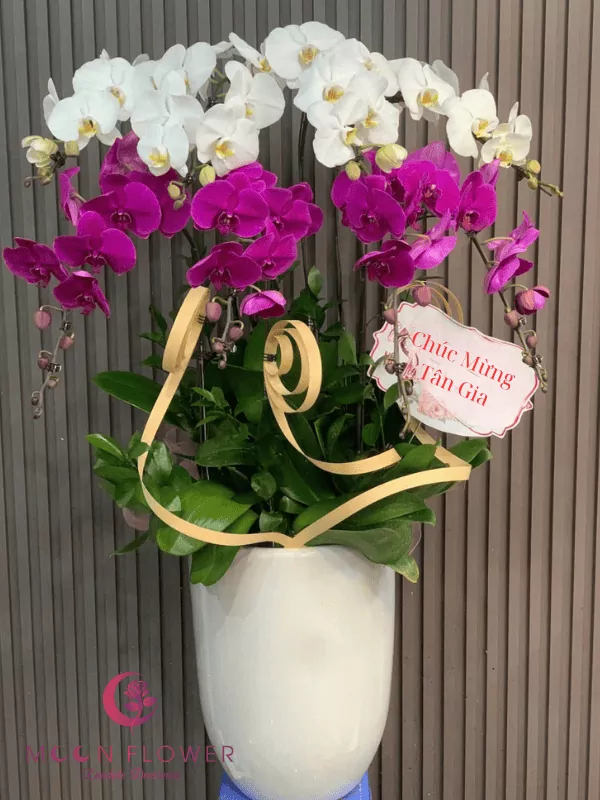 Chậu lan 4 cây tím 4 cây trắng(3)