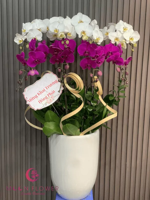 Chậu lan 4 cây tím 4 cây trắng(5)