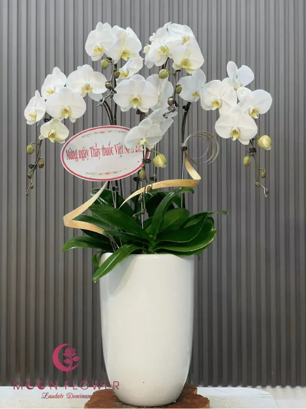 Chậu lan 5 cây trắng(5)
