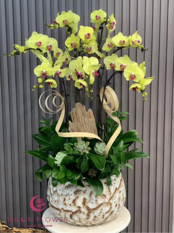 Chậu hoa lan hồ điệp 8 cây vàng