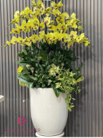 Chậu lan hồ điệp 21 cây