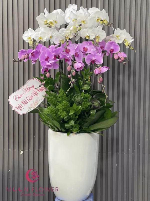 Chậu hoa lan 12 cây trắng tím