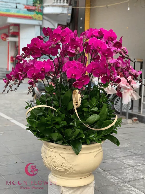 Chậu hoa lan 30 cây tím