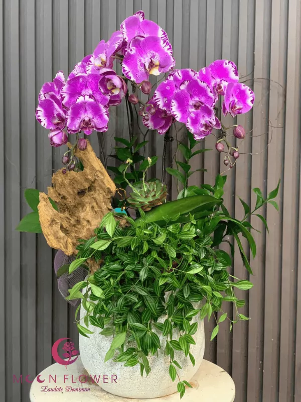 Chậu hoa lan 3 cây tím loang