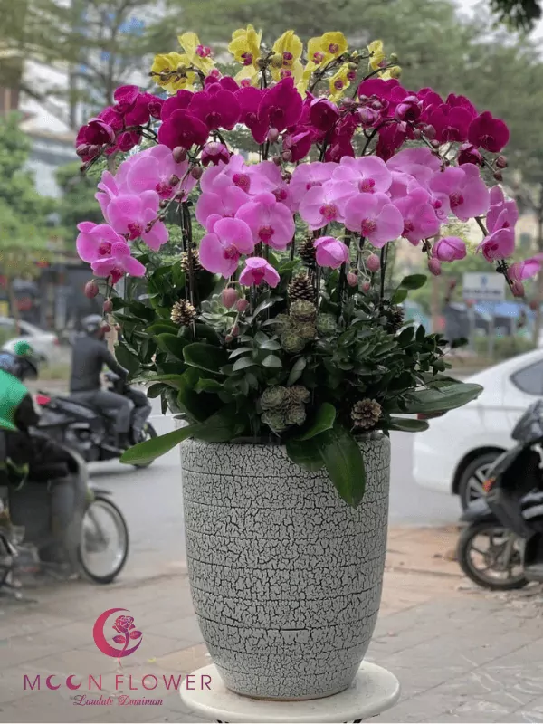 Chậu lan 15 cây lan màu kết hợp(1)