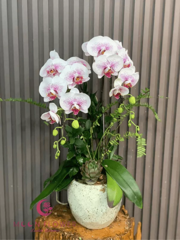 Chậu hai cây hoa hồ điệp màu trắng hồng