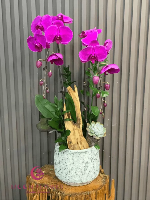 Chậu lan hồ điệp 2 cây tím(1)