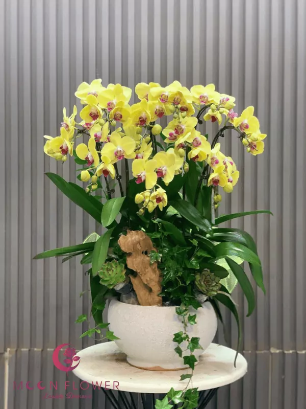 Chậu 10 cây hoa lan hồ điệp vàng