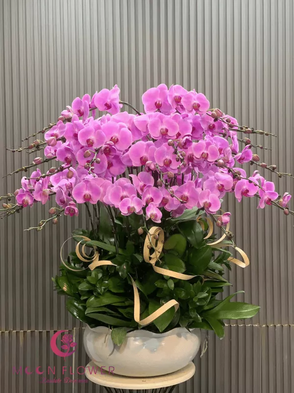 Chậu hoa lan 20 cây tím