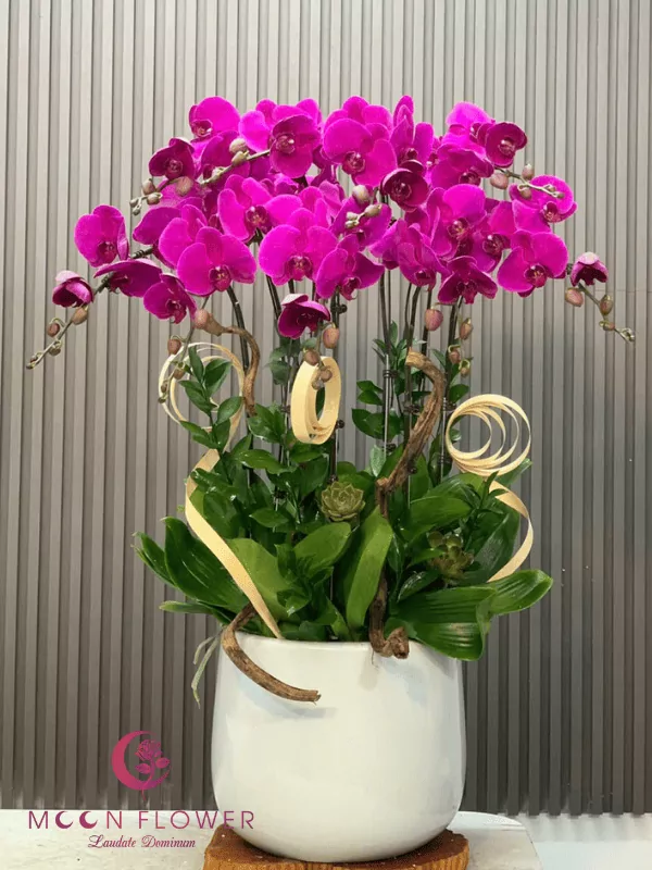 Chậu 9 cây hoa hồ điệp tím