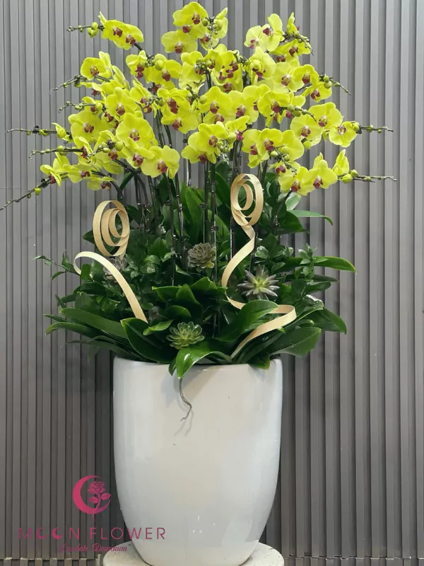 Chậu hoa lan hồ điệp 20 cây vàng