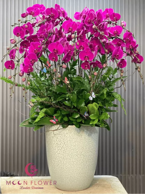 Chậu hồ điệp 15 cây tím