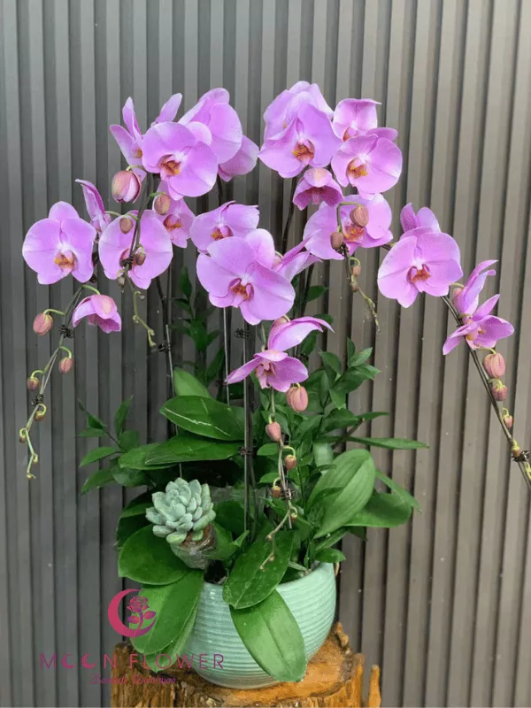 Chậu lan 5 cây tím đẹp(1)