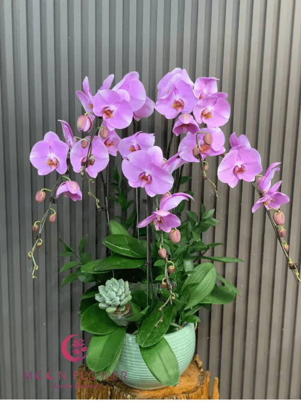 Chậu lan 5 cây tím đẹp(2)