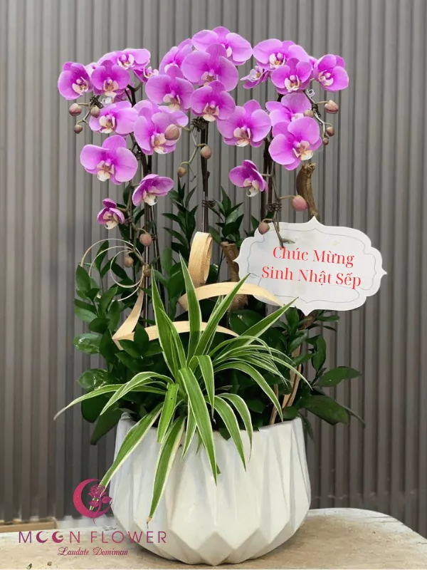 Chậu lan 5 cây tím đẹp(3)