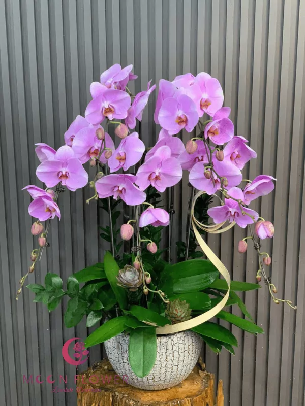 Chậu lan 5 cây tím đẹp(4)