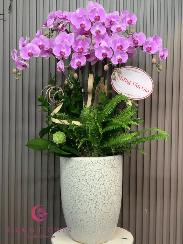 Chậu hoa lan 7 cây tím