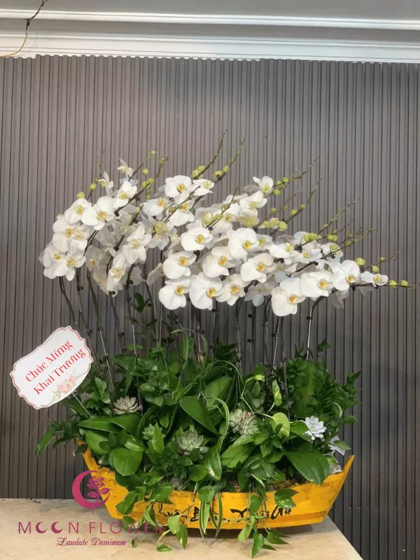 Thuyền hoa lan 16 cây trắng