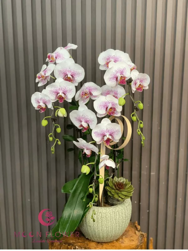 Chậu hồ điệp 3 cây trắng hồng