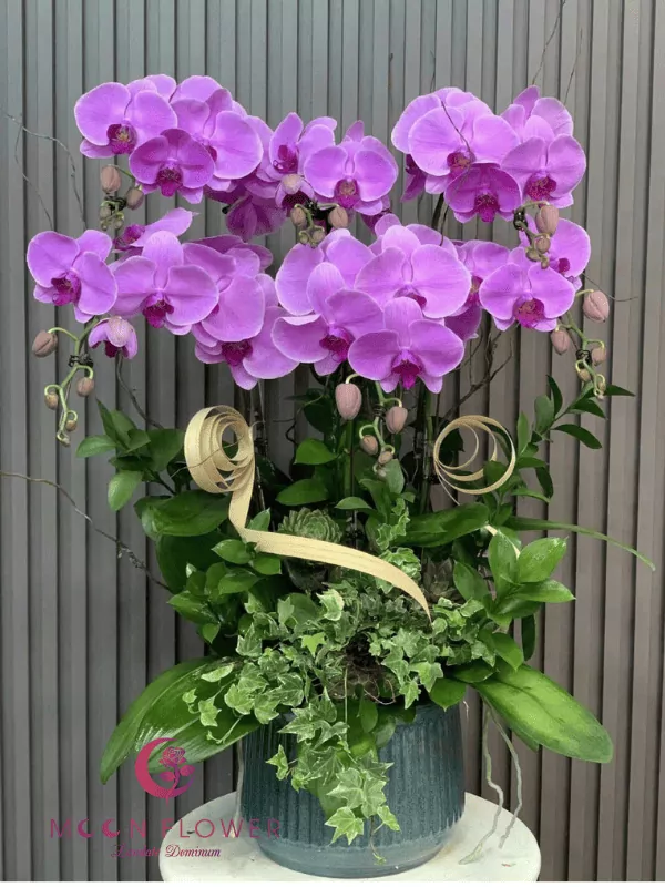 Chậu hoa lan 6 cây tím hồng
