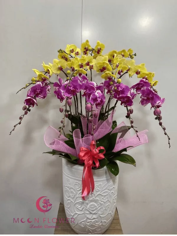 Chậu 12 cây hoa lan hồ điệp màu vàng và tím