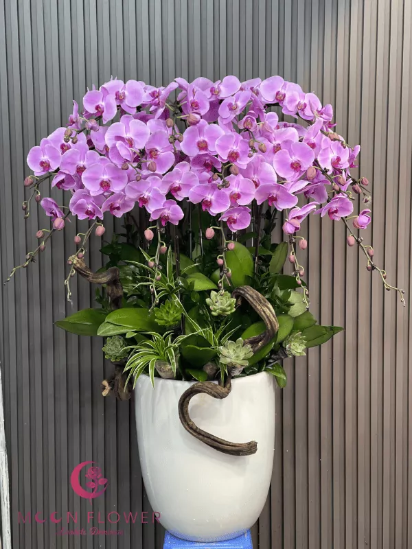 Chậu 15 cây lan màu tím hồng