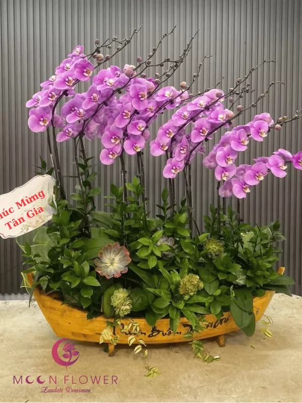 Thuyền hoa lan 15 cây tím