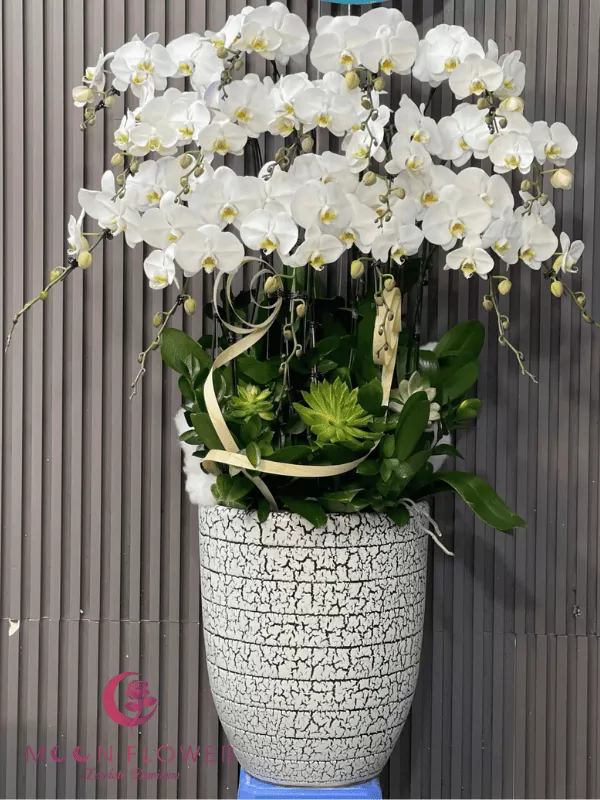 Chậu hoa lan 15 cây màu trắng